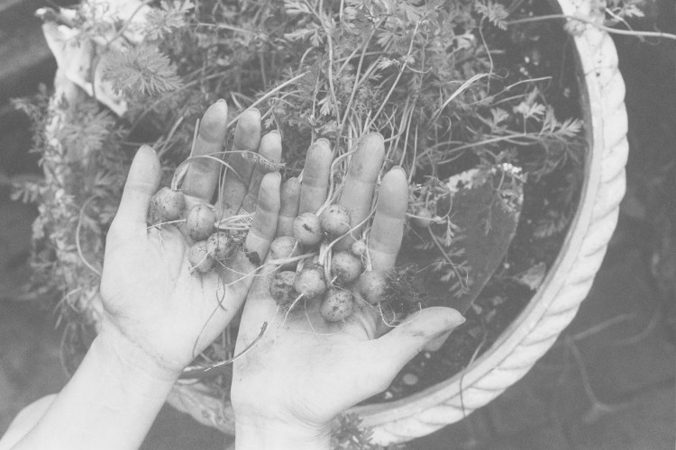 gardening, photography