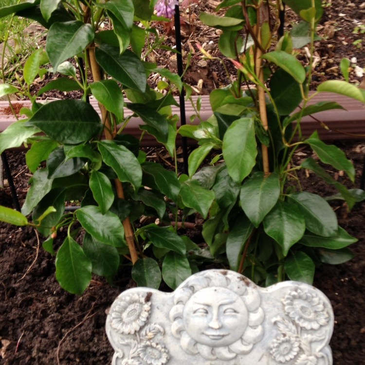 Amanda Cleary Eastep