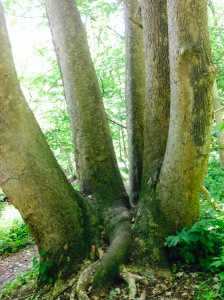 strange tree