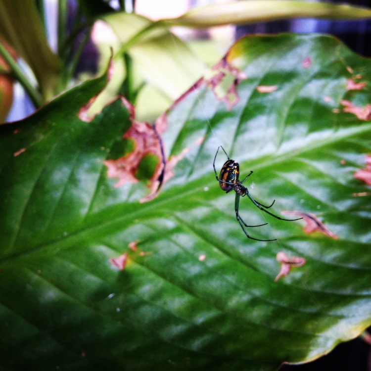 garden-spider