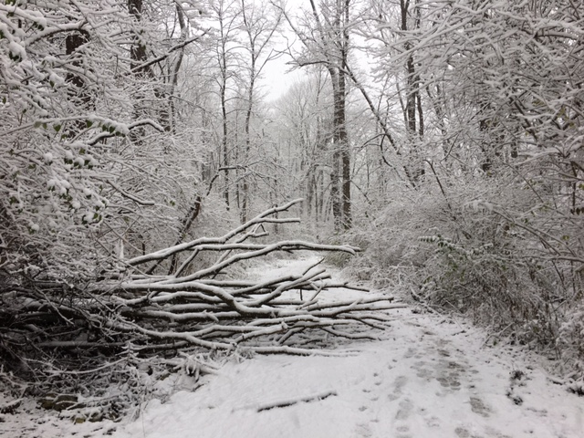 fallen-tree-snow