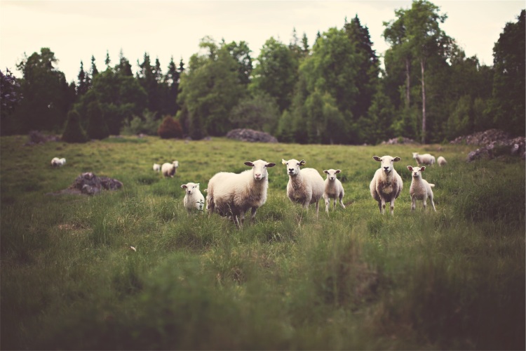 sheep-pasture