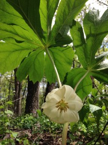 mayapple