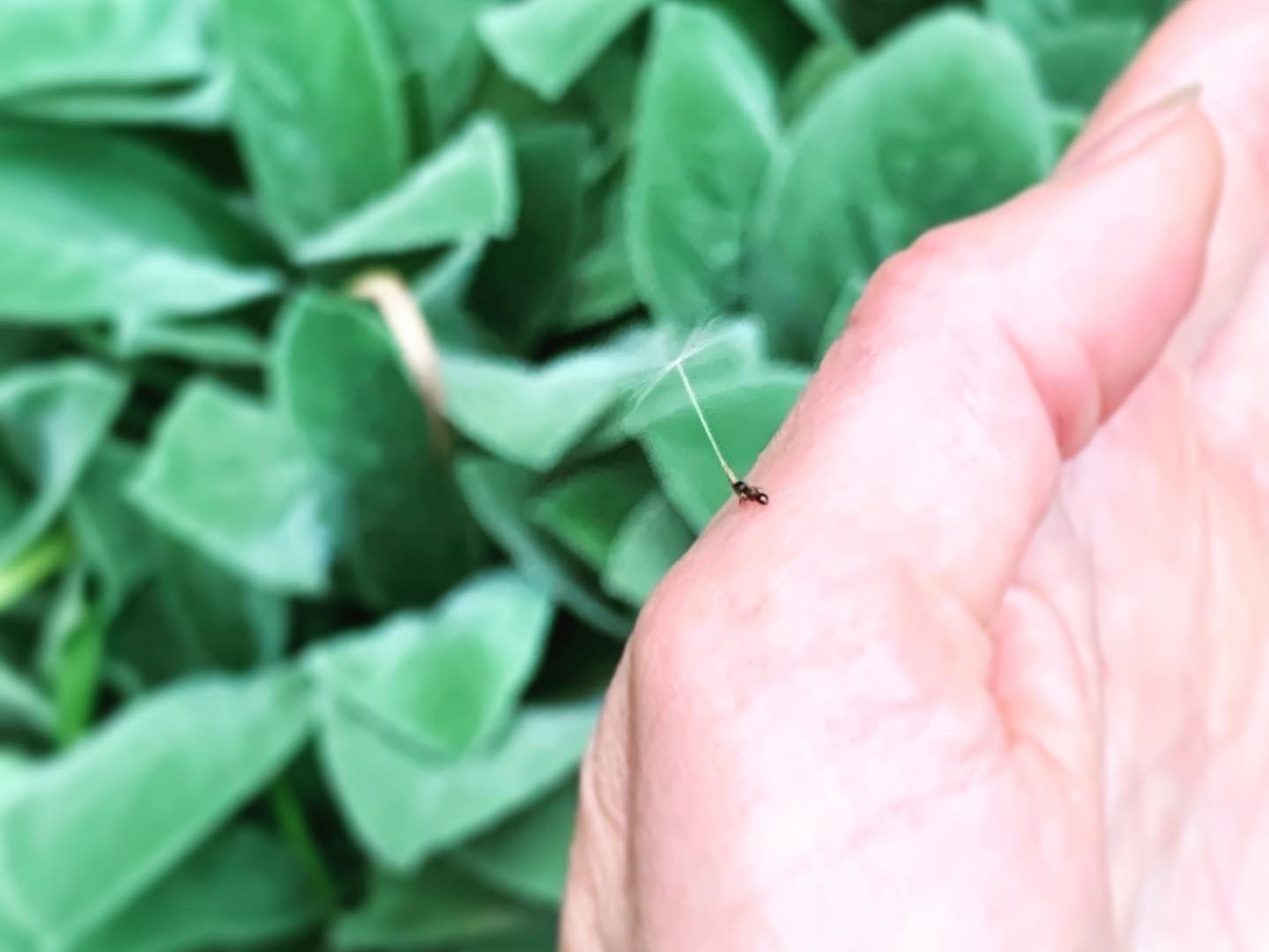 Ant holding dandelion seed